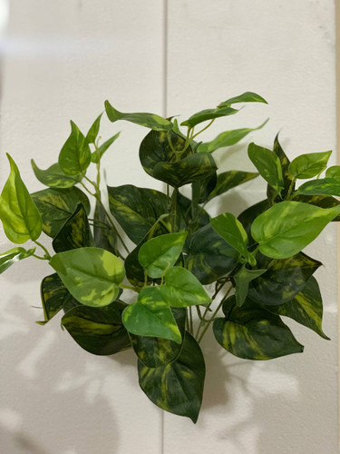 بوته های پتوس