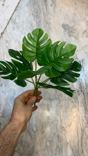 بوته برگ انجیری