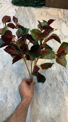 بوته حسن یوسف