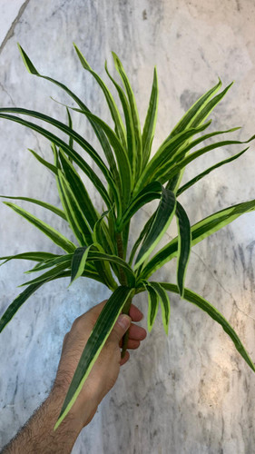 بوته دراسینا