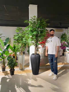 درختچه آمستل ۲ متری